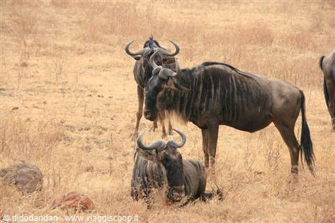 Wildebeests resting, some standing and one lying in dry savanna grass
