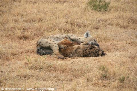 Spotted hyenas resting together on dry savanna grass