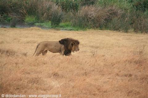 Male lion with dark mane walking through dry grass in front of green reeds