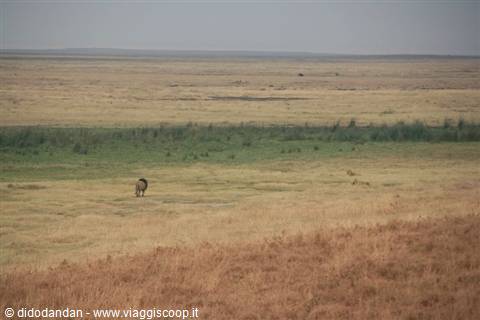 An ostrich walks alone through the yellow grass of the savannah