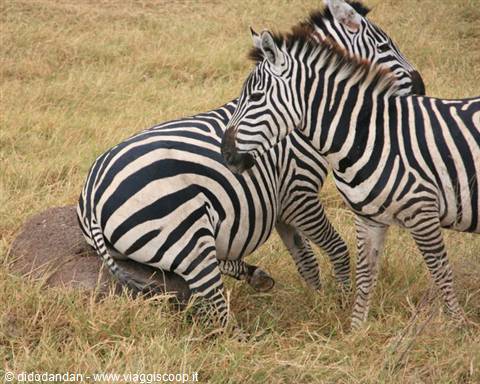 A zebra rolls on dry grass while another stands beside it