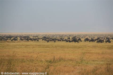 Massive wildebeest herd grazing on golden savannah grass, pale hazy sky