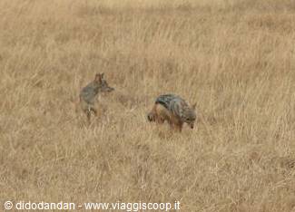 Golden jackals hunting in dry savanna grassland