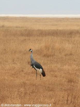 Grey crowned crane standing in dry savanna grass, Serengeti