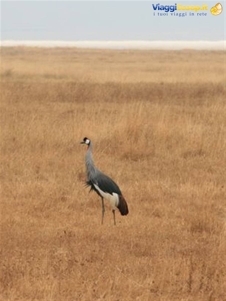 Grey crowned crane standing in dry savanna grass, Serengeti