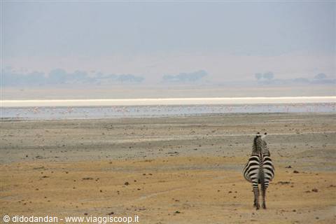 Lone zebra walks toward the salt lake with pink flamingos in haze