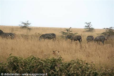 Herd of zebras grazing among dry grass and acacia trees on savanna