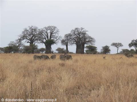 Zebras grazing in dry grass among baobab trees in Tarangire savanna