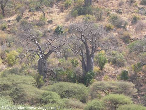 Massive baobab trees among green shrubs on a dry hillside