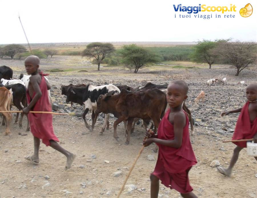 Maasai children in red robes herd cattle across the savannah
