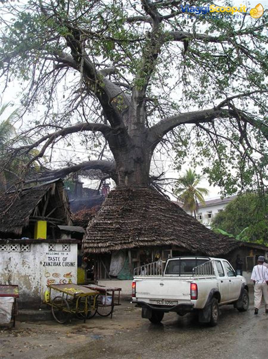 Huge baobab tree over thatched-roof restaurant, white pickup parked nearby, Zanzibar