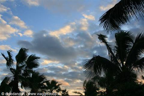 Dark palm trees against sunlit clouds at dawn in Cabo San Lucas