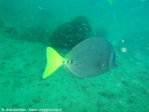 Yellow-tailed surgeonfish swims over green sandy seabed at Cabo Pulmo