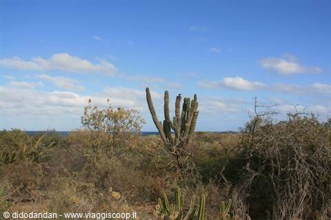 Cardon cactus among dry shrubs at Cabo Pulmo, ocean and blue sky behind