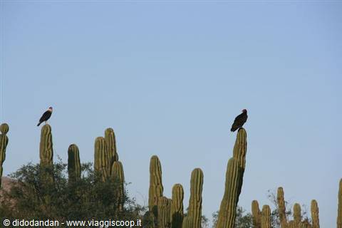 Caracara and vulture perched on tall cardon cacti under blue sky