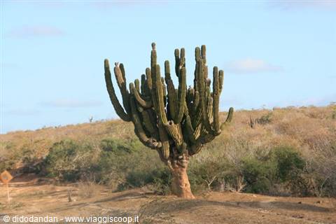 Huge saguaro cactus along the desert road of Baja California