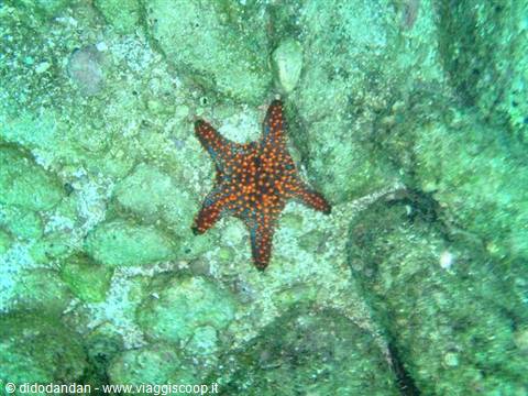 Orange and blue starfish on sandy rocks, Cabo Pulmo