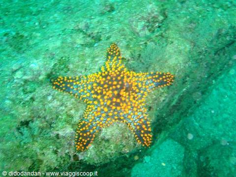 Yellow and gray sea star on submerged rock, turquoise water at Cabo Pulmo