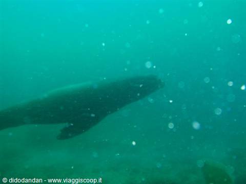 Sea lion swimming in green waters at Cabo Pulmo