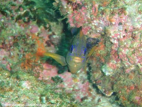 Fish hiding among encrusted coral on Cabo Pulmo reef