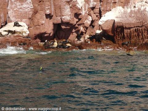 Sea lions on red rocks at Los Islotes near La Paz, snorkeler in water
