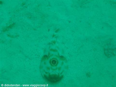 Bullseye electric ray resting on sandy seabed, underwater at Cabo Pulmo