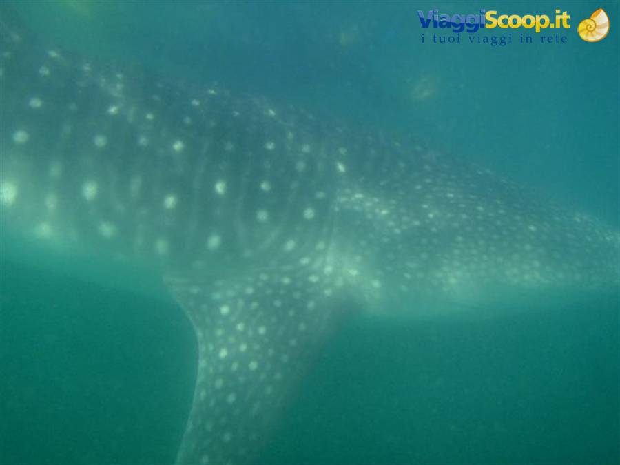 Spotted whale shark swims in the green waters of La Paz