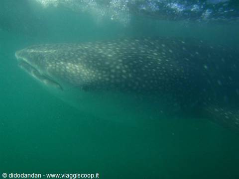 Whale shark glides through green water near La Paz
