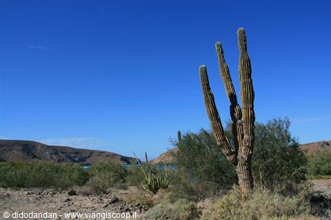 Giant cardon cactus among desert shrubs and arid mountains over a blue bay, Loreto