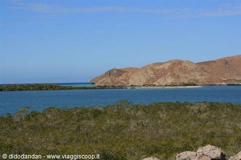 Mangroves in front of the emerald bay with desert hills at Cabo Pulmo