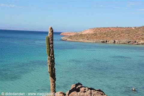 Lone cardón cactus on red rocks above turquoise sea and arid coast