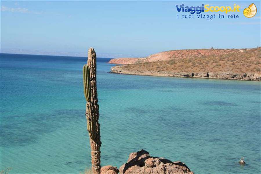 Lone cardón cactus on red rocks above turquoise sea and arid coast