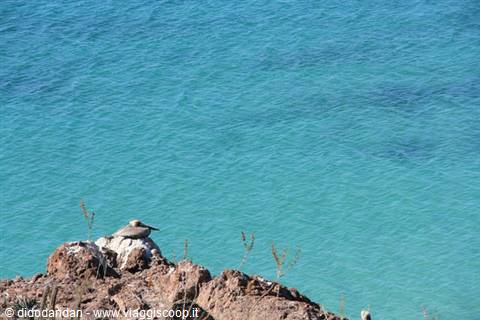 Pelican perched on volcanic rock above turquoise water, Cabo Pulmo