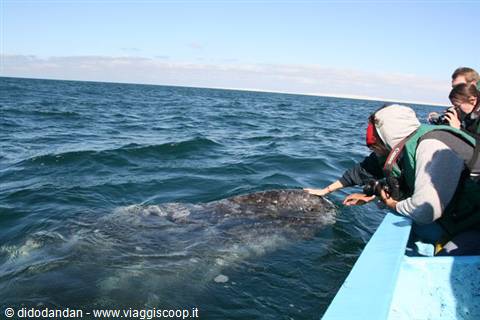Tourists pet a gray whale from a boat in Guerrero Negro