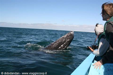 Tourists on blue boat photograph a gray whale surfacing from the ocean