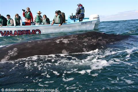 Tourists on a boat watch a gray whale surfacing in the sea