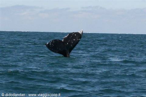 Gray whale fluke diving into the sea at Guerrero Negro