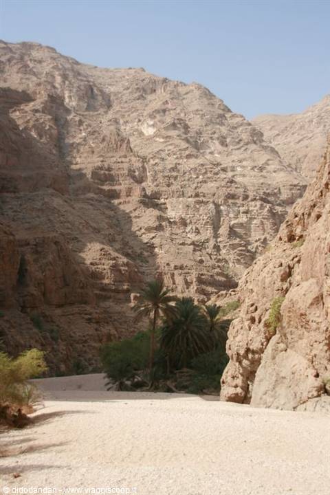 Palms and ochre rocks in the canyon above the sandy riverbed