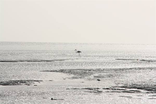 A flamingo and a plover wading on shimmering wet sandflats
