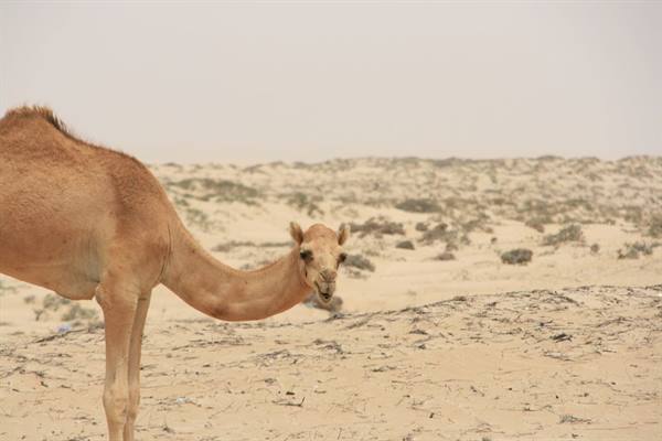 Camel on sand among scattered desert bushes