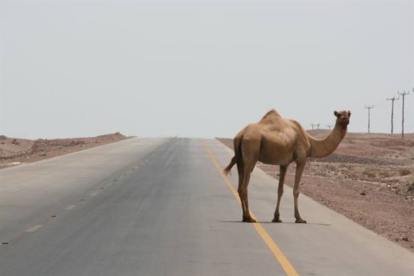 Lone camel standing on an asphalt road crossing rocky desert terrain