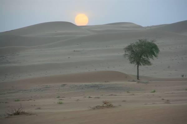 Low sun between sand dunes, a lone green tree in the desert