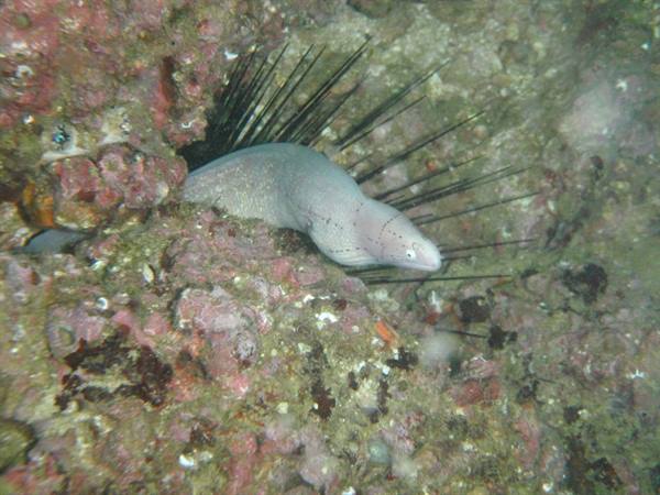 Grey moray eel peeking among long spines of a sea urchin on the reef