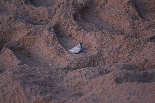 Baby sea turtle emerging from the sand at dusk