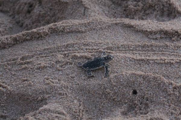 Baby sea turtle crosses the sand toward the ocean