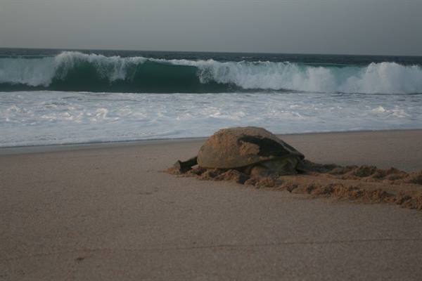 Sand-covered sea turtle crawling up the beach after nesting