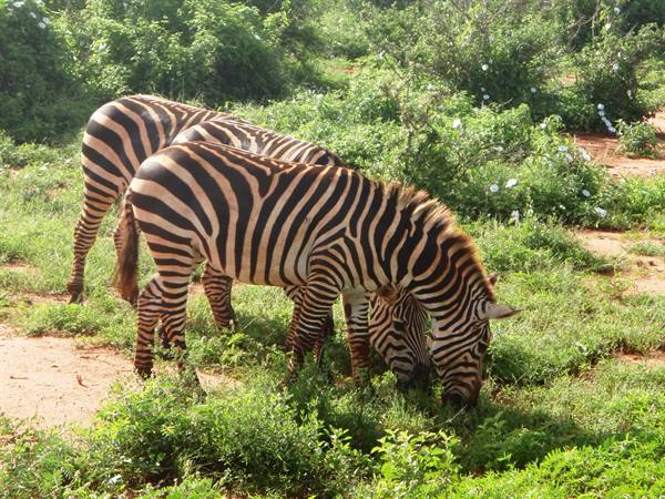 Tsavo East
