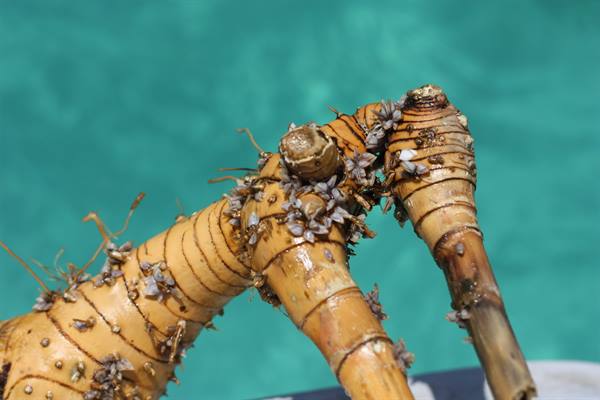 little creatures... grow...