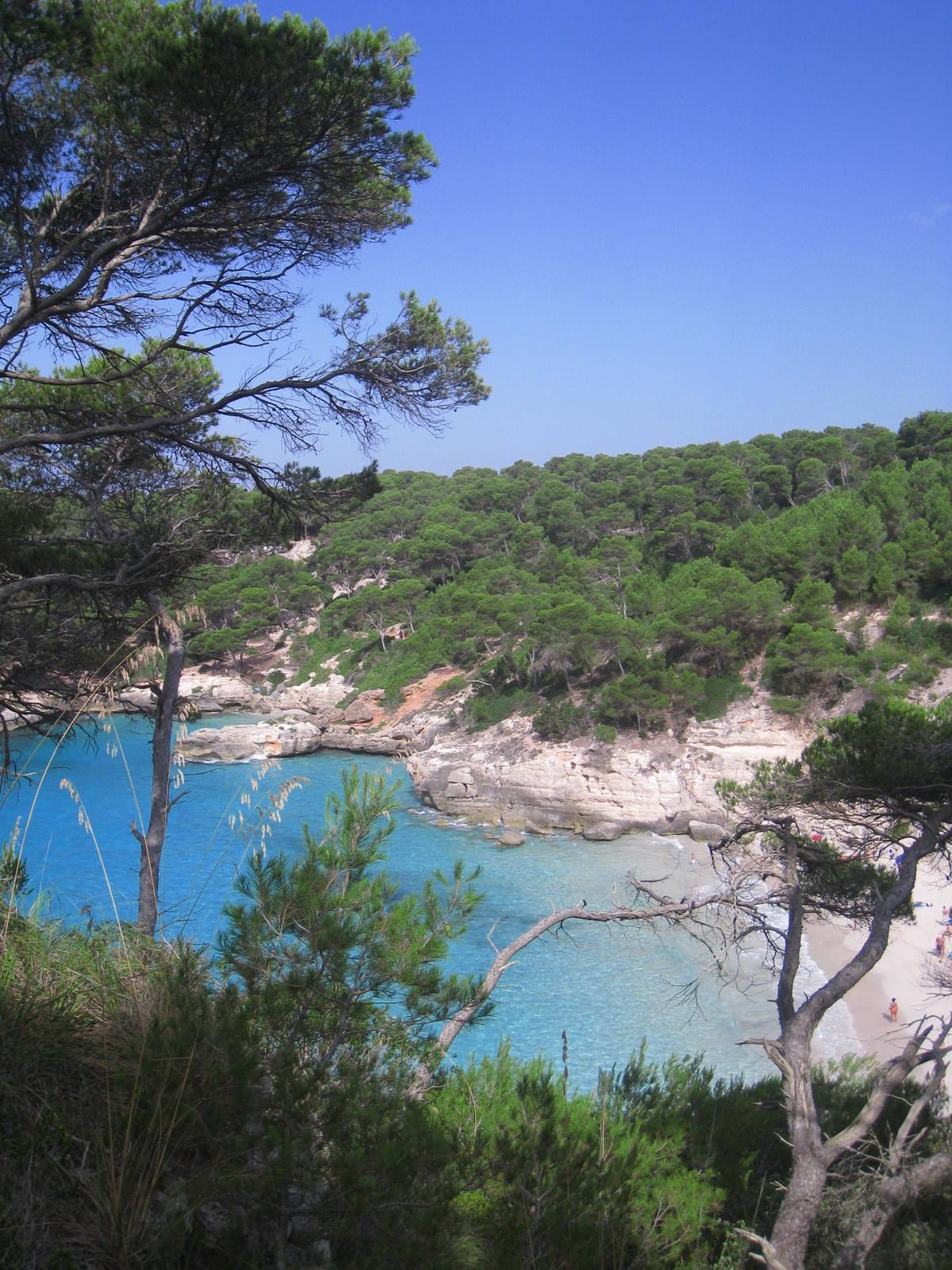 Turquoise cove framed by pines and white cliffs, sandy beach below