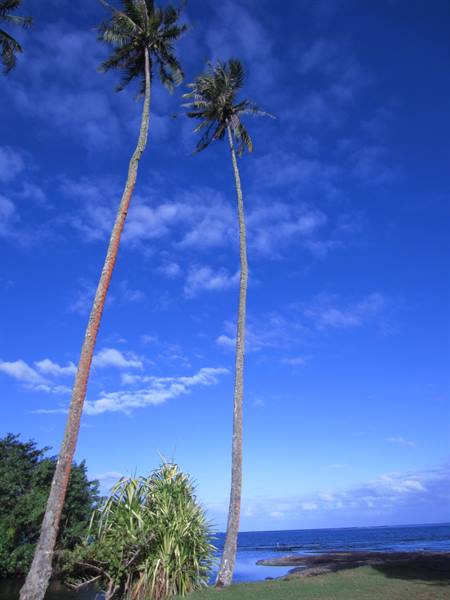 the Botanical Gardens 